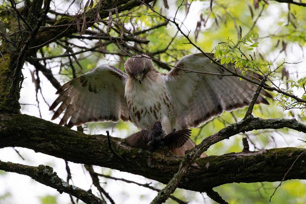 red-tailed hawk (and european starling) - prospect park by ryan.f.mandelbaum is licensed under CC BY 2.0